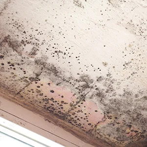 Mold toxicity